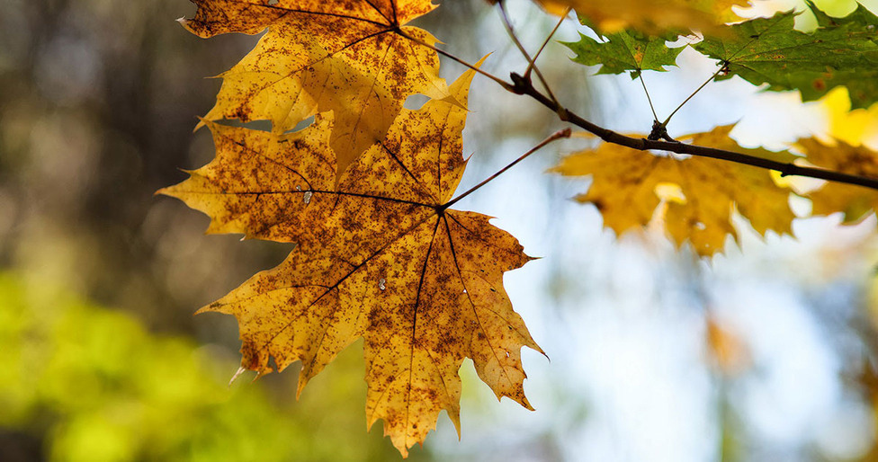 Өнөөдөр ихэнх нутгаар бага зэрэг дулаарна